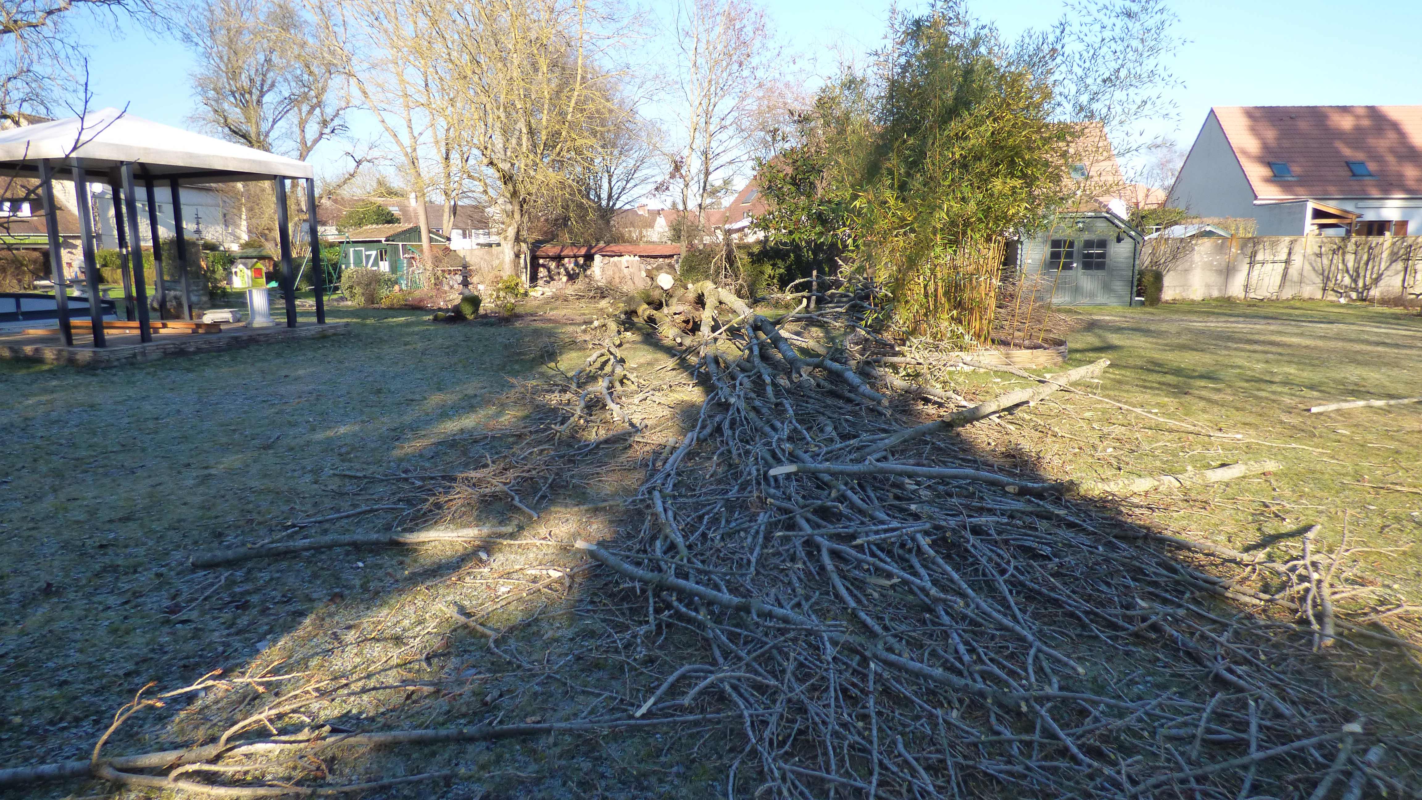 elagage abattage peuplier La Houssay en brie 7710